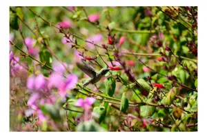 Tablou Canvas, "Colibri printre flori colorate vibrant", Flori, Frunze, Hummingbird, Verde, Roz, Miscare, Natural, Vibrant, Gradina, Primavara, 50 x 50 cm