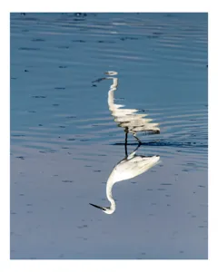 Tablou Canvas, "Egreta și reflecția în apă liniștită", Reflecție, Liniște, Eleganță, Apă, Pasăre, Serenitate, Albastru, Natură, 50 x 90 cm