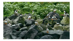 Tablou Canvas, "Colonie de puffini pe stânci verzi", Puffins, Stânci, Verdeață, Flori, Păsări, Ocean, Natură, Peisaj, Culoare, Viață., 54 x 39 cm