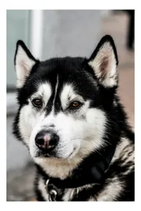 Tablou Canvas, "Husky atent privind în zare", Câine, Husky, Blană, Alb, Negru, Urechi, Curiozitate, Privire, Nas, Guler, 50 x 90 cm