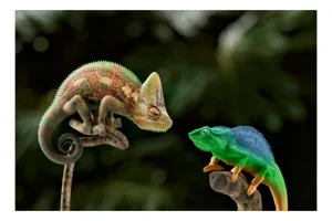 Tablou Canvas, "Cameleonii în dialog subtil cromatic", Chameleon, Encounter, Nature, Curious, Colors, Contrast, Interaction, Exotic, Reptiles, 100 x 100 cm
