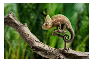 Tablou Canvas, "Cameleon odihnindu-se pe o creangă", Cameleon, Ramură, Verde, Textură, Natură, Piele, Ochi, Fundal, Frunze, Camuflaj, 70 x 50 cm