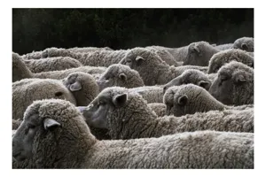 Tablou Canvas, "Turma de oi în amurg", Lână, Oi, Mulțime, Țesătură, Blană, Camp, Natură, Peisaj, Rânduri, Nori, Stațiune, Animale, Liniște, 150 x 100 cm