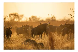 Tablou Canvas, "Turma de gnu în lumina apusului", Wildebeest, Apus, Savană, Siluete, Întuneric, Peisaj, Iarbă, Animale, Nature, Serenitate, 70 x 50 cm