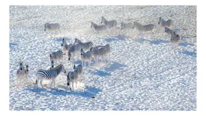 Tablou Canvas, "Zebrele pe câmpul de zăpadă", Zebre, Zăpadă, Grupa, Natură, Linie, Contrast, Peisaj, Alb, Negru, Afacere, Culoare, Videcylmaj, Antilopa, Nord, Pânză, Amplasament, Recunoscut, Regina, Particularități, Sistem, Geniozitate, 54 x 39 cm