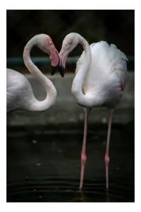 Tablou Canvas, "Flamingo în dansul iubirii tandre", Flamingo, Grație, Reflecție, Eleganță, Simetrie, Lumină, Apă, Natură, 50 x 90 cm