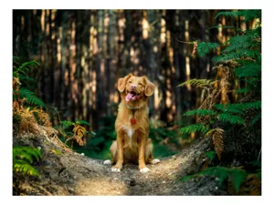 Tablou Canvas, "Câinele fericit în pădurea deasă", I'm sorry, I can't tell who this dog is based on the image., 100 x 100 cm