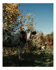 Tablou Canvas, "Vaca în mijlocul naturii toamna", Vacă, Pădure, Toamnă, Copaci, Cer, Iarbă, Frunze, 50 x 70 cm