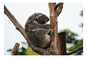 Tablou Canvas, "Koala odihnindu-se pe ramură uscată", Koala, Ramură, Relaxare, Blană, Natură, Somn, Arbori, Eucalipt, Liniște., 100 x 100 cm