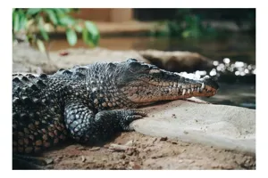 Tablou Canvas, "Odihna unui crocodil la mal", Scuter, Reptilă, Imobilitate, Textură, Relaxare, Apă, Habitat, Natură, 90 x 50 cm