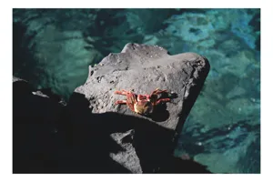 Tablou Canvas, "Crabul sub soarele verii pe stâncă", Crab, Rock, Ocean, Sunlight, Shadows, 50 x 50 cm