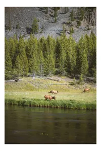 Tablou Canvas, "Cerbi liniștiți lângă râu", Natură, Elk, Pădure, Apă, Iarbă, Munți, Liniște, Verdeață, Frumusețe, Sălbăticie., 50 x 90 cm