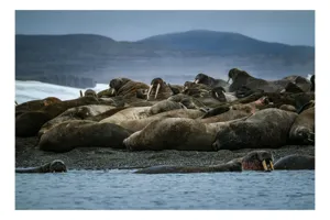 Tablou Canvas, "Colonie de morsă pe țărm arctic", Sunt într-un lot comun de morse, înmuiați pe un țărm stâncos și înconjurați de ape calme sub un cer înnorat., 150 x 100 cm