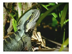 Tablou Canvas, "Dragonul pădurilor tropicale veghează atent", Șopârlă, Vegetație, Lumină, Solzi, Natură, 39 x 26 cm