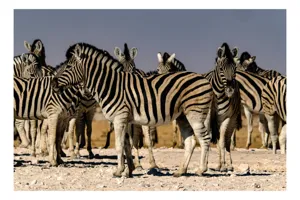Tablou Canvas, "Zebrele savanei sub soarele fierbinte", Zebre, Dungile, Grup, Safari, Savana, Natura, Wildlife, Africa, Soare, Peisaj, 39 x 26 cm