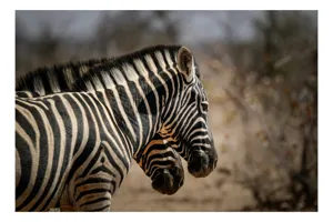Tablou Canvas, "Zebre în savana africană uscată", Zebre, Dungi, Natură, Savană, Peisaj, Faună, Contrast, Blană, 90 x 50 cm
