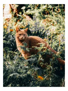 Tablou Canvas, "Pisica roșcată în grădina de vară", Pisică, Roșcată, Blană, Vegetație, Lumină, Umbre, Flori, Curiozitate, 70 x 100 cm
