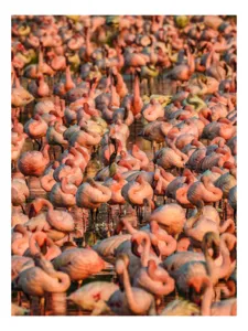Tablou Canvas, "Dansul flamingo în asfințit rozaliu", Flamingo, Agitație, Roz, Mulțime, Apă, Frumusețe, Grandoare, Natură, Armonie, Spectacol, 100 x 100 cm