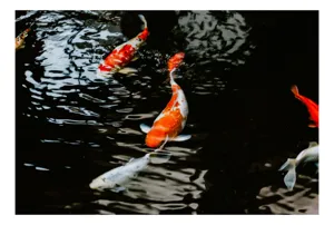 Tablou Canvas, "Koi fermecători înotând în iaz", Pești, Apă, Koi, Reflectie, Armonie, Natură, Mișcare, Culori, Serenitate, Grandoare, 100 x 70 cm