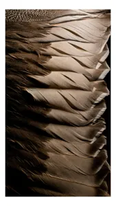 Tablou Canvas, "Armonia subtilă a penelor maro", Pene, Textura, Luminozitate, Natură, Moale, Detaliu, Umbre, Armonie, Contrast, Delicat., 39 x 54 cm