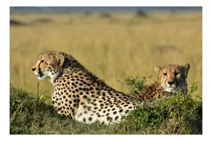 Tablou Canvas, "Gheparzi odihnindu-se în savană africană", Cheetah, Savanna, Relaxing, Alert, Spotted, Elegant, Graceful, Majestic, 150 x 100 cm