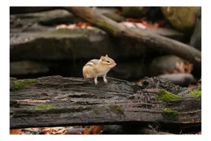 Tablou Canvas, "Veverița pe trunchiul muschiului verde", Chipmunk, Driftwood, Autumn, Moss, Forest, Alert, Nature, Woodland, Wilderness, Camouflage, 150 x 100 cm