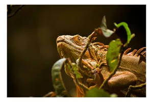 Tablou Canvas, "Iguana printre frunze verzi și uscate", Iguana, Frunziș, Reptilă, Natură, Verde, Ochi, Solzi, Ramură, 100 x 100 cm