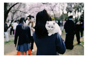 Tablou Canvas, "Micuța pisică și agitația urbană", Pisoi, Fluffy, Albastru, Privire, Parcuri, Primăvară, Agitație, Copac, Haine, Mână, Peisaj, Persoane., 70 x 50 cm