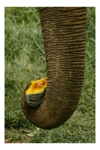 Tablou Canvas, "Trunchiul de elefant cu gust de dovleac", I don't know who this is., 26 x 39 cm
