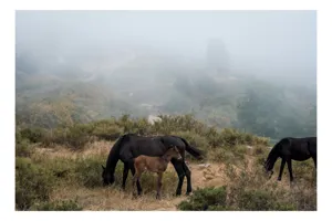 Tablou Canvas, "Mângâierea dimineții în ceață densă", Cai, Pășuni, Ceață, Natură, Mânz, Peisaj, Plante, Dealuri, Sălbăticie, Cer, Verdeață., 150 x 100 cm
