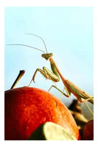 Tablou Canvas cu Mantis pe Fruct de Toamnă, Fundal Albastru, 26 x 39 cm