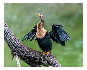 Tablou Canvas, "Cormoranul scuturându-se după ploaie", Pasăre, Aripi, Apă, Trunchi, Verde, Penaj, Textură, Natură., 39 x 26 cm