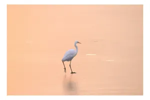 Tablou Canvas, "Egreta pășind pe ape aurii", Calm, Serene, Graceful, Solitary, Peaceful, 100 x 70 cm