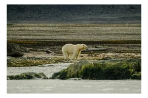 Tablou Canvas, "Urs polar în peisaj arctic solitar", Ghiețar, Urs, Solitar, Tăcere, Natură, Frig, Linie, Norvegia, Peisaj, Nordic, 100 x 70 cm