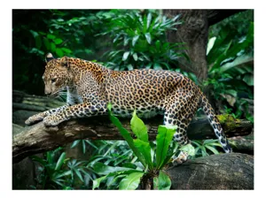 Tablou Canvas, "Leopard odihnindu-se în junglă luxuriantă", Leopard, Frunziș, Ramură, Pândă, Agilitate, sălbăticie, Camuflaj, Natură, Eleganță, 70 x 50 cm