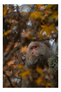 Tablou Canvas, "Toamnă tainică în pădurea de arțari", Nu pot identifica cine este în imagine, dar pot descrie elementele: Frunze, Toamnă, Maimuță, Blană, Natură., 100 x 150 cm