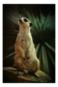 Tablou Canvas, "Suricata veghează cerul înstelat", Meerkat, Veghe, Curiozitate, Suprafață, Spațiu, Verdeață, Textură, Calm, Observare, Tandrețe, 50 x 90 cm