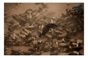 Tablou Canvas, "Dansul vulturilor într-o furtună de praf", Vulturi, Căprioară, Haos, Prăfuit, Aripi, Natură, Agitație, Sălbăticie, Pradă, Supraviețuire, 54 x 39 cm