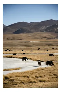 Tablou Canvas, "Iarna în stepele mongole misterioase", Dealuri, Iarbă, Iaci, Lăptos, Peisaj, Munți, Câmpie, Cer, Horizon, Râu, Natura, Pășune, Animale, Senin, Calm., 70 x 100 cm