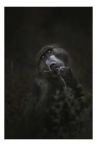 Tablou Canvas, "Contemplare în umbra naturii sălbatice", Negru, Privire, Introspecție, Textură, Mister, Natură, Profil., 26 x 39 cm