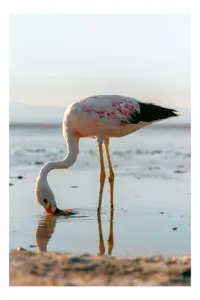 Tablou Canvas, "Flamingo gingaș pe malul apei", Grație, Flamingo, Reflecție, Serenitate, Apus, Liniște, Natură, 26 x 39 cm