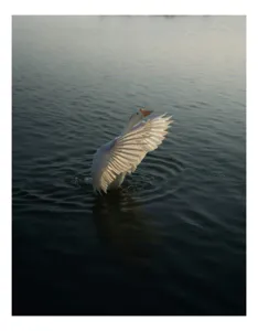 Tablou Canvas, "Dansul grațios al egretei pe apă", Grație, Aripi, Reflecție, Apă, Serenitate, Zbor, Natură, Lumină, 50 x 90 cm