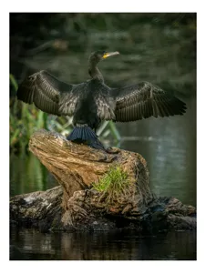 Tablou Canvas, "Cormoranul cu aripile desfăcute", Pasăre, Cormoran, Aripi, Întinse, Stâncă, Apă, Vegetație, Verde, Penaj, Negru, 50 x 70 cm