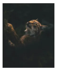 Tablou Canvas, "Lynx în lumina misterioasă a pădurii", Felina, Privire, Pădure, Mister, Lumină, Curiozitate, 100 x 100 cm
