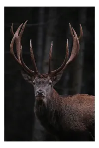 Tablou Canvas, "Stăpânul pădurii întunecate veghează", Majestic, Stag, Antlers, Forest, Noble, Wild, Serene, Powerful, 50 x 90 cm