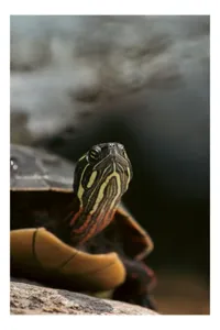 Tablou Canvas, "Privește liniștea apei tulburate", Turtle, Green, Calm, Reptile, Water, Nature, Reflection, Shell, Eyes, 39 x 54 cm