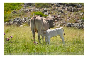 Tablou Canvas, "Veiul în mijlocul naturii verzi", Iarbă, Vacă, Vițel, Plante, Munți, Stânci, Natură, Alăptare, Pajiște, Flori, Cer, Verde, Familie, Rural, Pășune, 100 x 70 cm