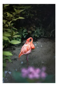 Tablou Canvas, "Frumusețea singuratică a flamingoului roz", Flamingo, Roz, Grație, Vegetație, Apă, Serenitate, Exotism, Natură, 39 x 54 cm