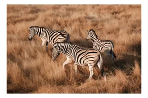 Tablou Canvas, "Zebre în savana africană aurie", Zebre, Căprioare, Savana, Iarbă, Natură, Peisaj, Africă, Animal, Turmă, Dungat, 54 x 39 cm