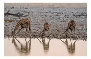 Tablou Canvas, "Giraffe bând apă la apusul soarelui", Girafe, Apă, Reflecție, Savana, Pietre, Cer, Natură, Picioare, Gâturi, Animale, 70 x 50 cm